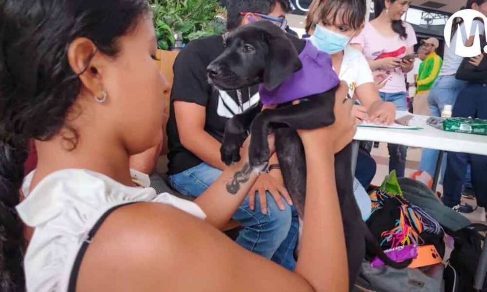 35 mascotas encontraron hogar en jornada de adopción en Viva