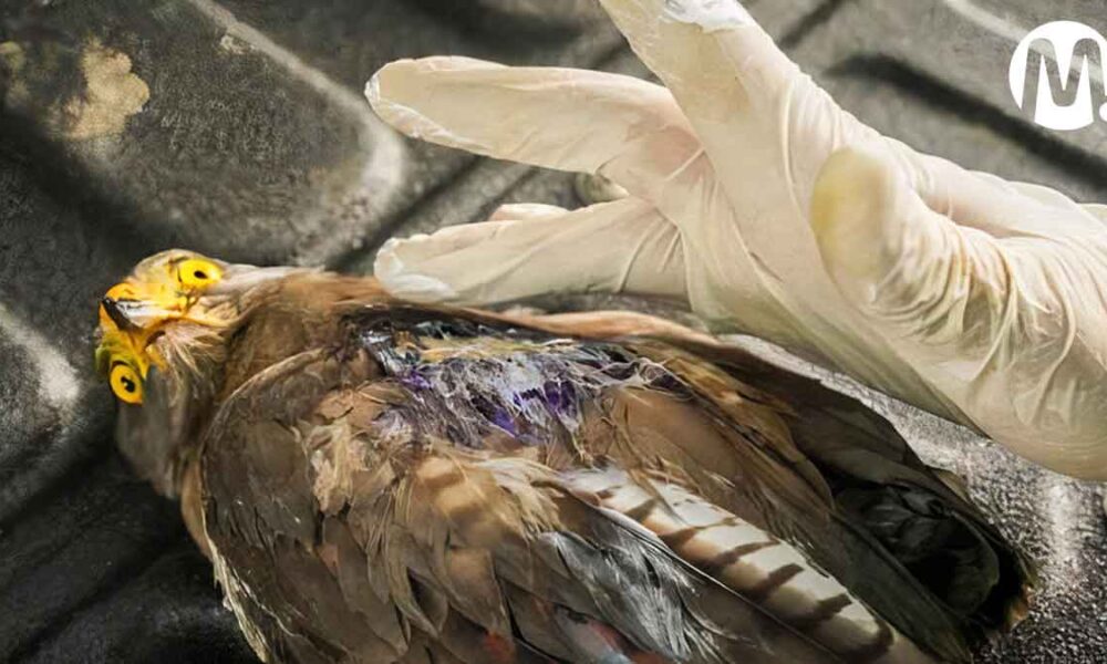 Buscan a responsables de disparar perdigones contra aves en el Meta