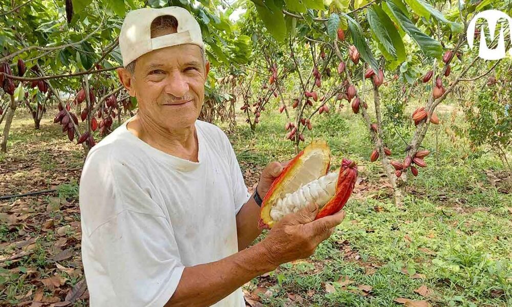 Cacao del Meta se ratifica como el mejor de Colombia