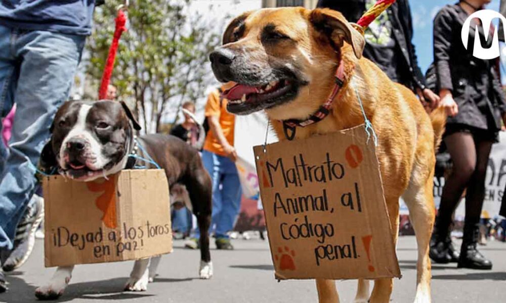 Convocan a marcha contra el maltrato animal en Villavicencio
