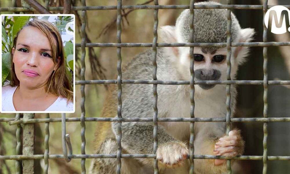 Noble gesto: mujer pagó liberación de un mono y lo entregó a Cormacarena