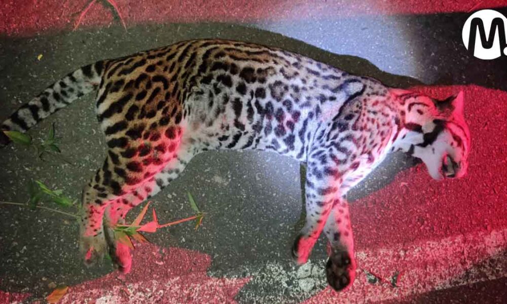 Alerta por ocelote atropellado entre Pompeya y San Carlos de Guaroa