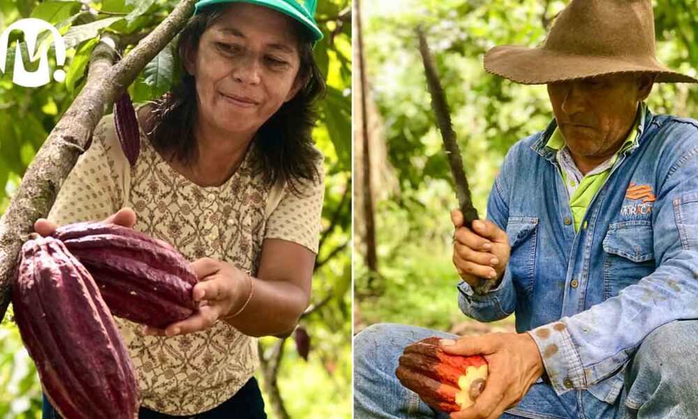 ‘Agroemprende Cacao’, el programa de impulso para las familias metenses