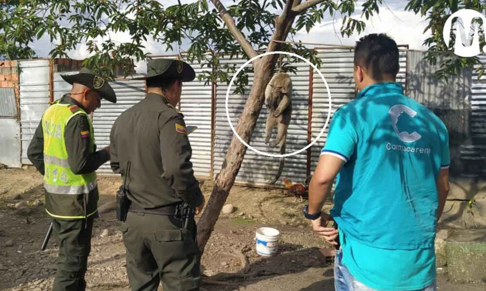 Rechazo por asesinato de un oso melero en Villavicencio