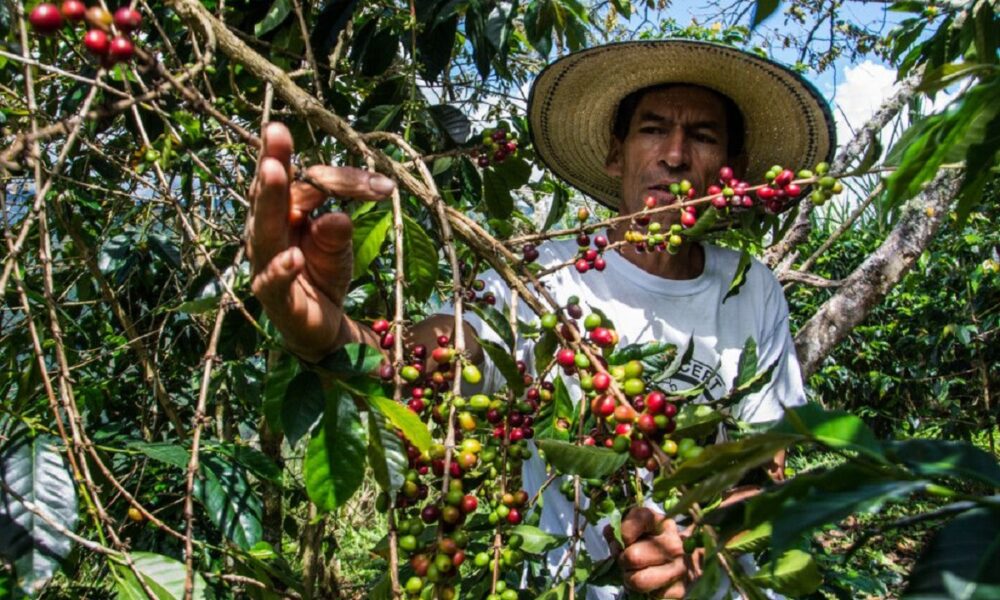 208 caficultores beneficiados con proyecto de la gobernación