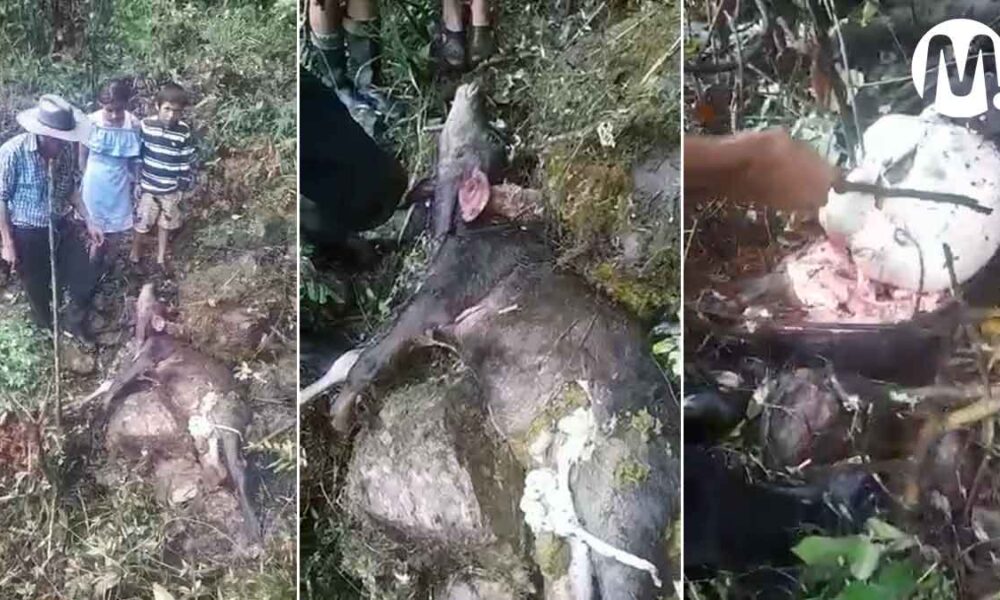 Felino volvió a atacar en Restrepo: mató y desmembró dos vacas
