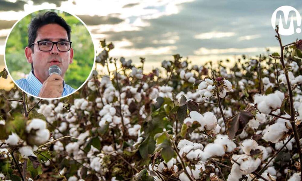 El Meta tendrá la planta productora de algodón más grande del país
