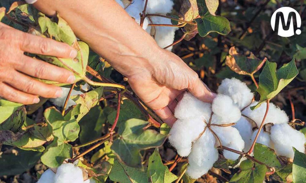 Renace la industria del algodón en el Meta