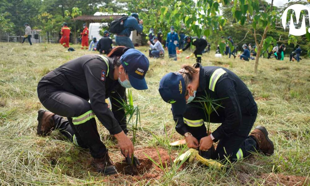 En el último año Ecopetrol sembró más de 296 mil árboles en el Meta