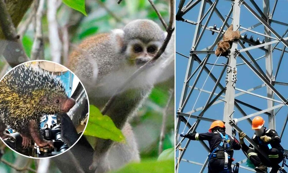 Ecopetrol protege la fauna silvestre en la Orinoquía