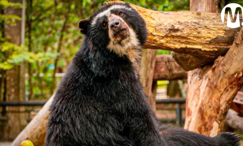 Bioparque Los Ocarros amplía horario de servicio por Semana Santa
