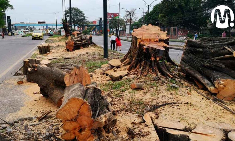 ¿Cómo solicitar la tala de árboles peligrosos en Villavicencio?