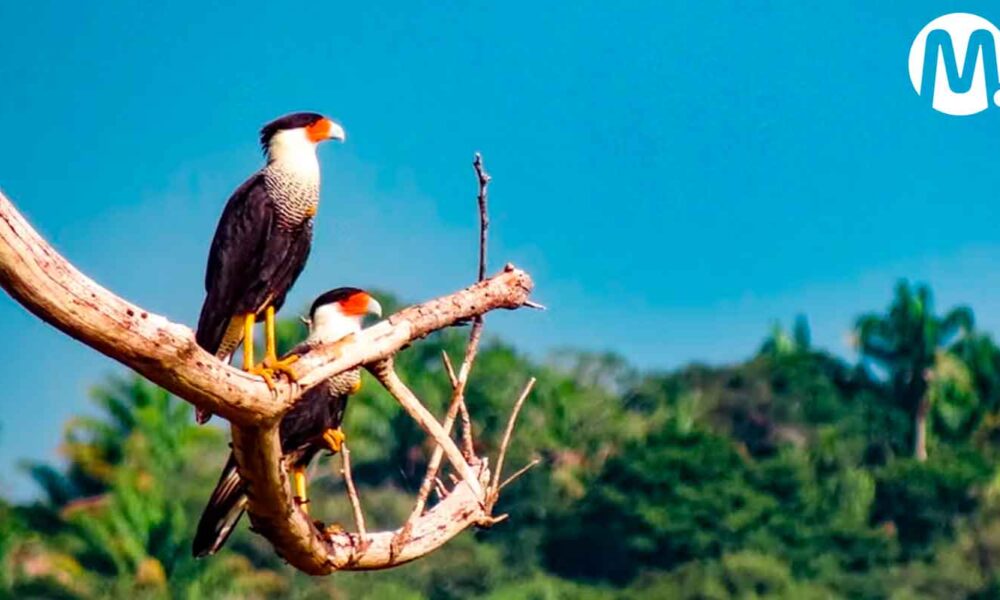 Villavicencio se alista para el avistamiento de aves más importante del mundo