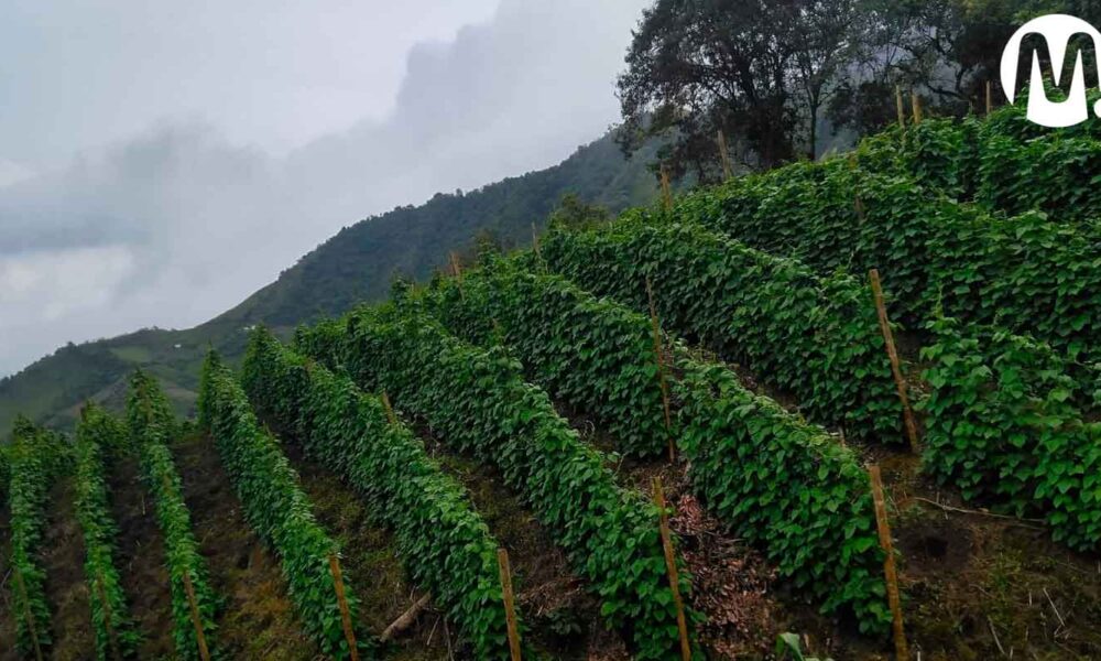 El PAE comprará dos toneladas de frijol llanero en la gran venta que se hará en Villavicencio