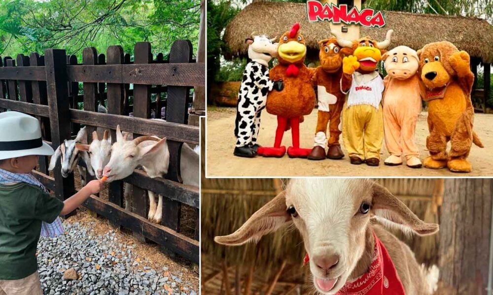 Panaca, una atracción imperdible en el Festival de la Cachama de Puerto Gaitán