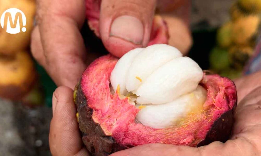 Mangostino, la nueva ‘joya’ de la agricultura metense