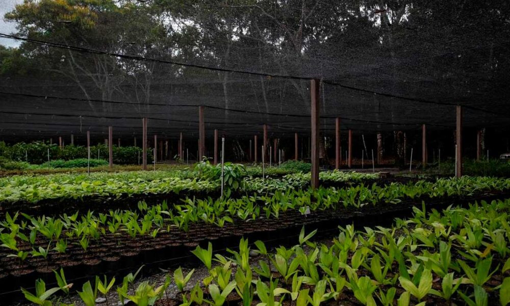 En 86% se redujo la deforestación en el departamento del Meta