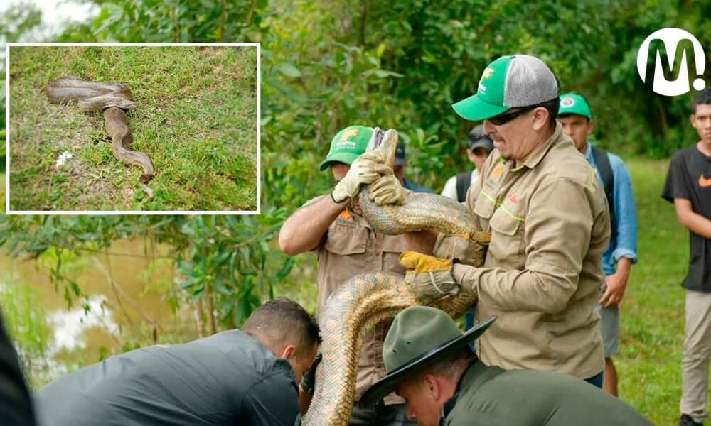 Anaconda agredida a machete fue liberada en Villavicencio