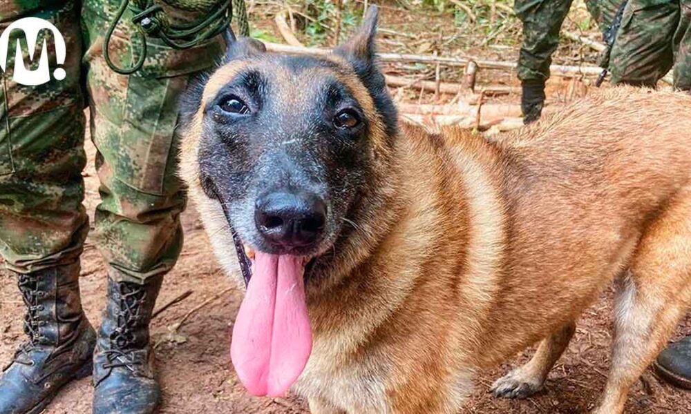 ¿El perro Wilson apareció en el Huila? Esta es la historia