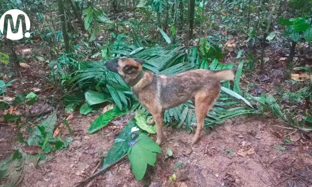 Se extravió el perro que apoyaba búsqueda de niños indígenas en la selva