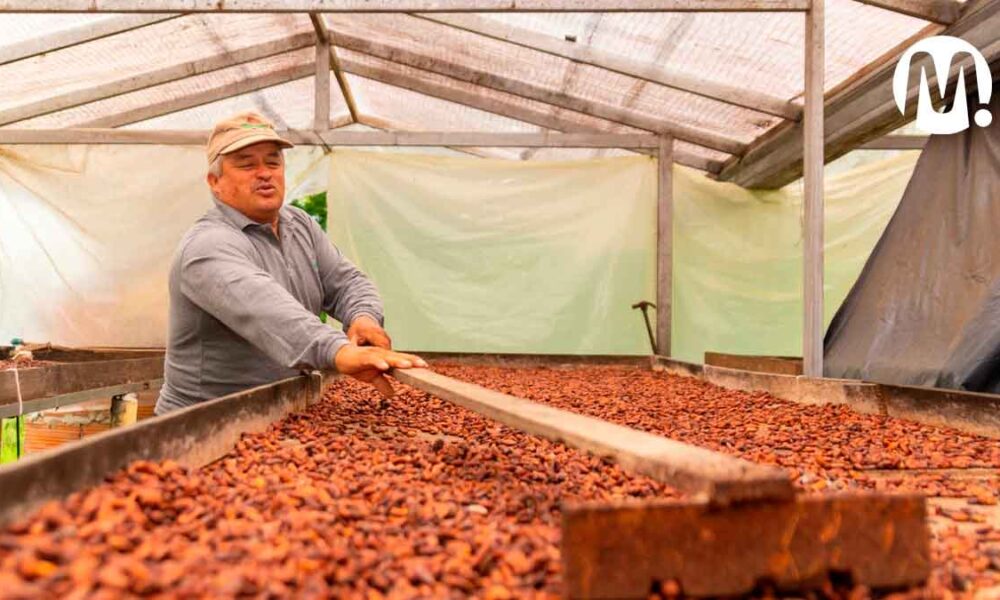 Exportan a Alemania primer cargamento de cacao “especial” del Meta