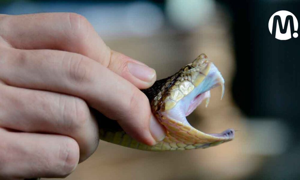 Mordedura de serpiente: van 28 casos este año en Villavicencio