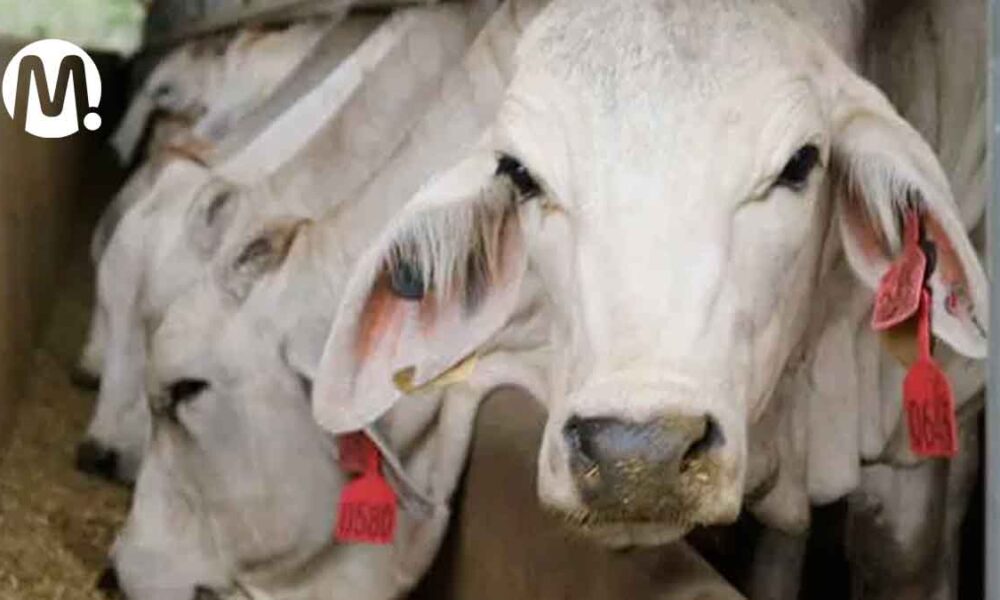 Cierres de la vía al Llano agravaron caída en el precio del ganado
