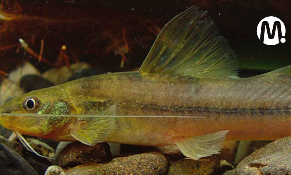 Identifican nueva especie de pez en aguas del río Guayuriba