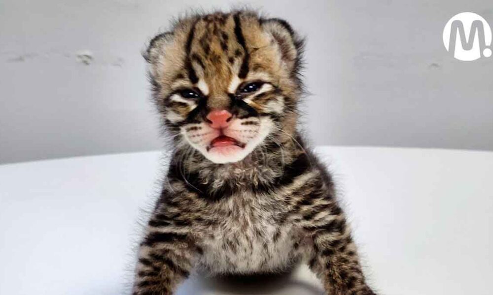 Rescatan a cría de ocelote que fue separado de su hábitat natural