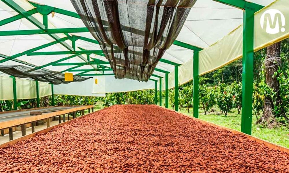 En operación nuevas centrales de beneficio de cacao en el Meta