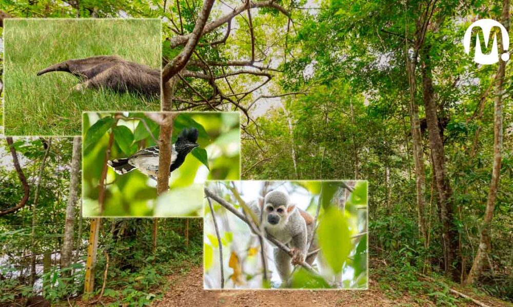 Identifican 711 especies en la Ecoreserva Apiay, en Villavicencio