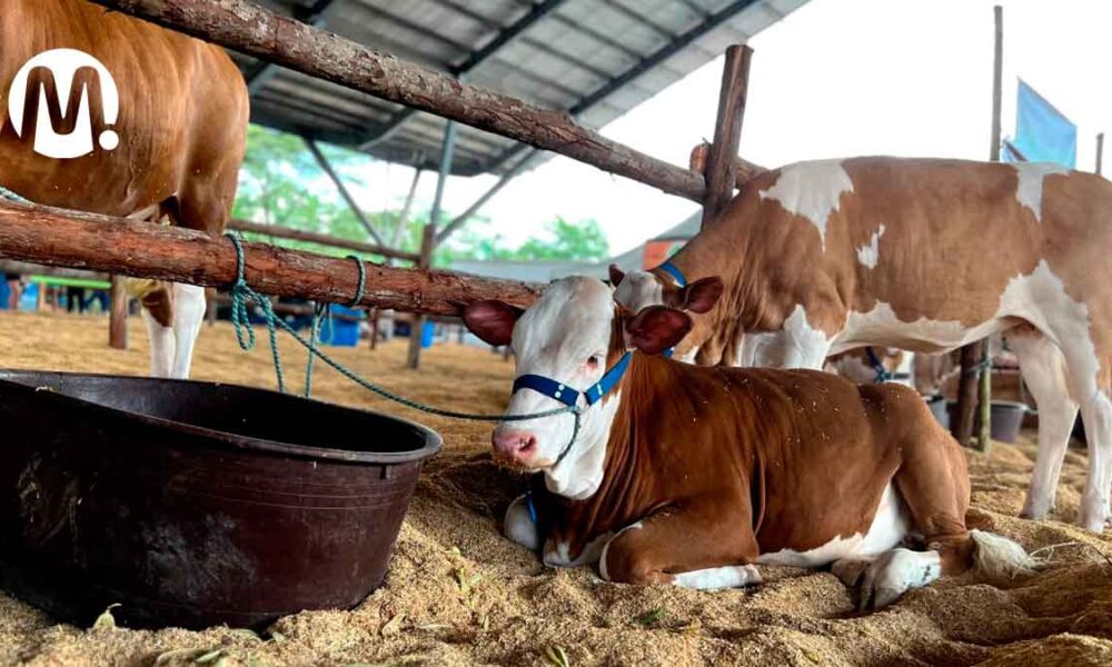 Comenzó la Feria Bovina en el 55° Torneo Internacional del Joropo