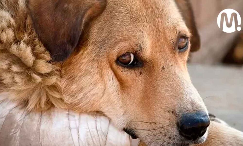 Judicializan al dueño de Luna, una perrita maltratada en Villavicencio