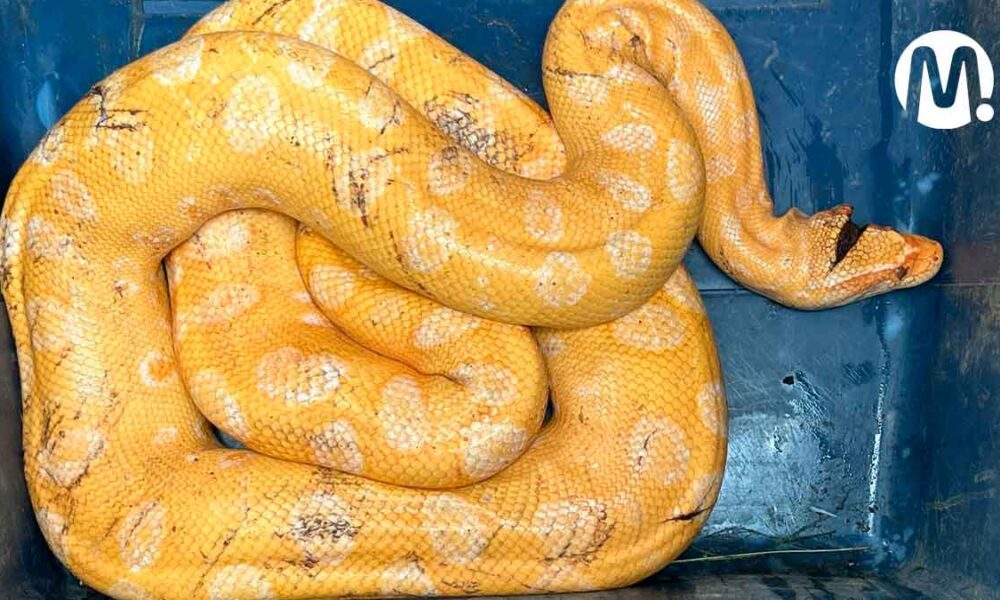 Primera anaconda albina vista en Colombia, fue rescatada en Villavicencio