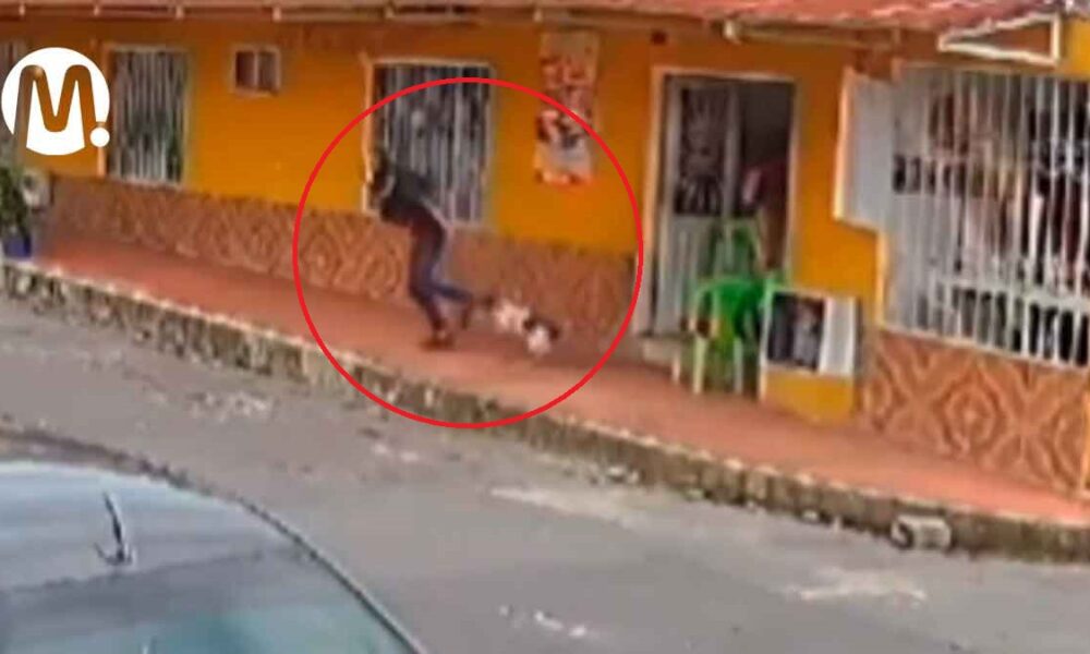 Héroe de cuatro patas evitó robo a un niño en Villavicencio