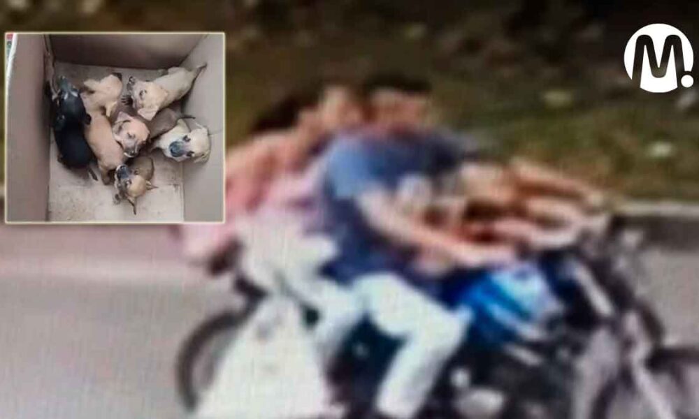 ¡Insensibles! Pareja dejó abandonada camada de perritos en Villavicencio