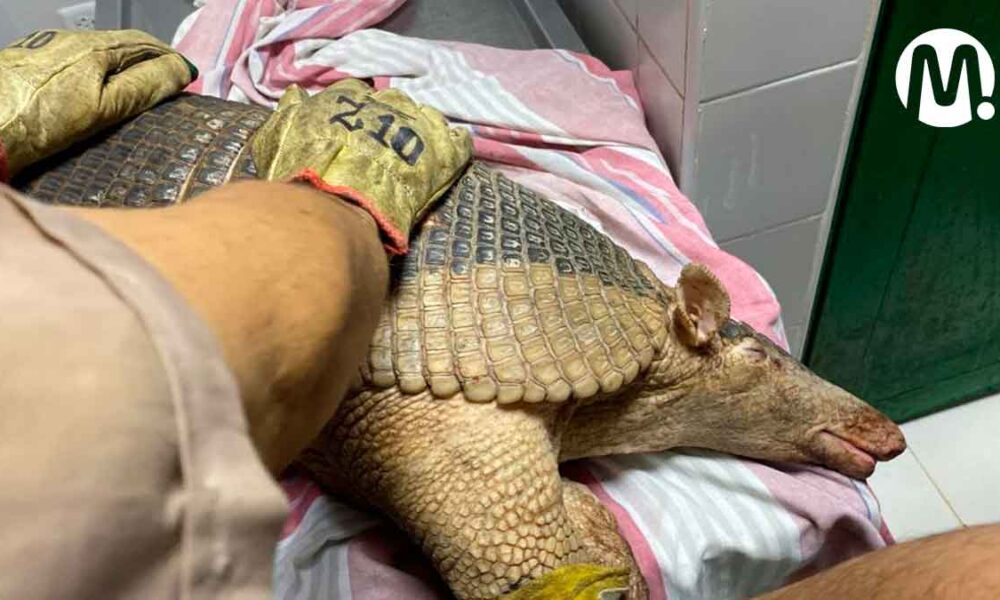 Rescatan ocarro herido en zona rural del Meta