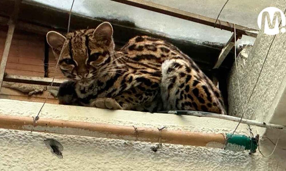 Este lindo tigrillo apareció en el patio de una casa en Villavicencio