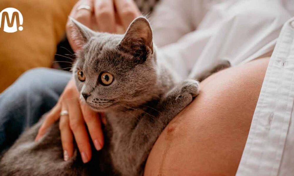 Convivir con gatos en el embarazo sí es posible: hablan los expertos