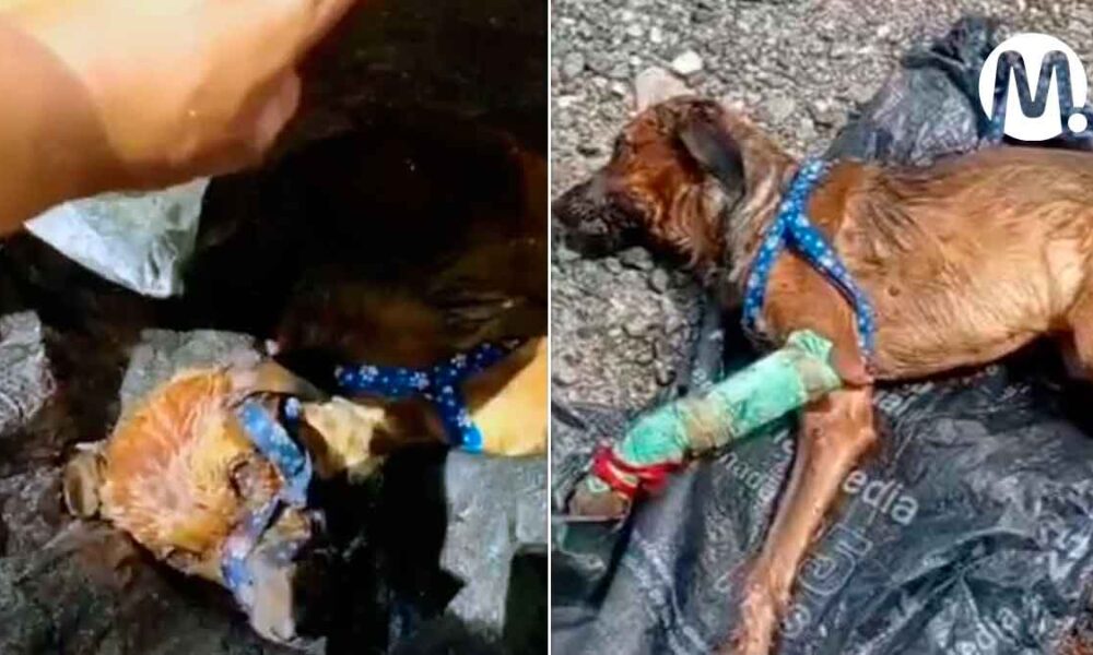 Buscan criminal que botó un perrito embolsado a un caño de Villavicencio