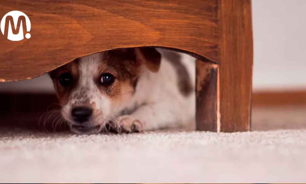 3 maneras en que la pólvora puede afectar a sus mascotas