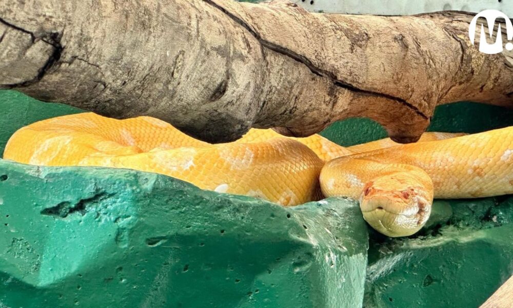 Una anaconda verde es la nueva integrante del Bioparque Los Ocarros