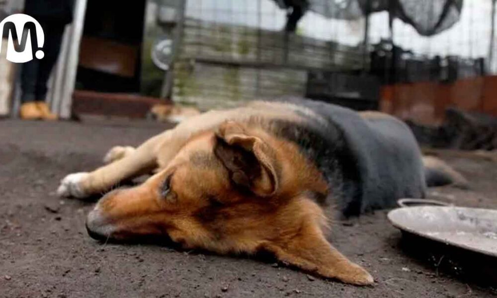 Al menos 15 mascotas murieron envenenadas en barrio de Villavicencio