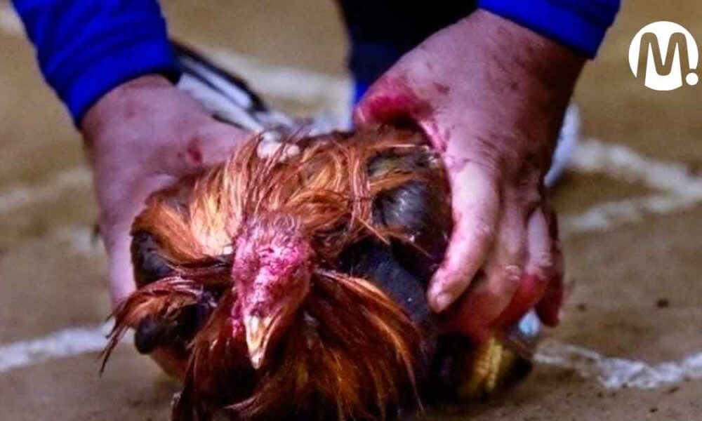 Recompensa de $10 millones por depravado que viola animales en el Meta