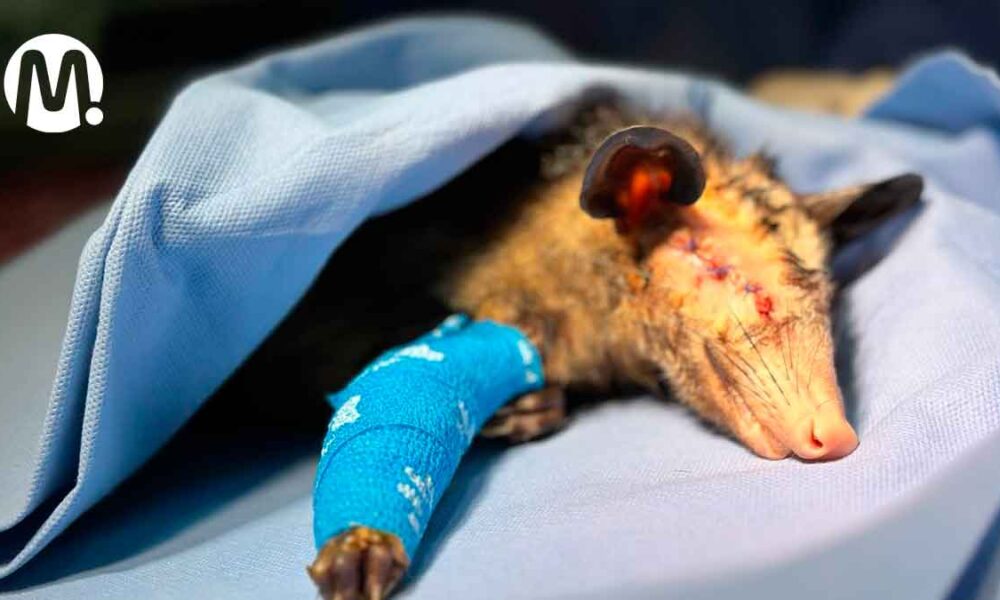Zarigüeya y sus crías víctimas de maltrato, se recuperan en Villavicencio