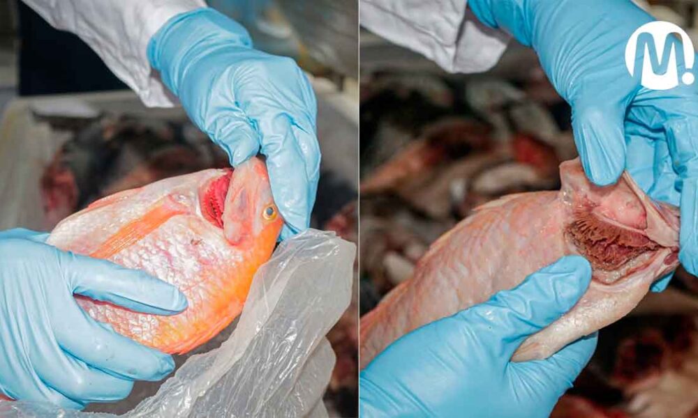 ¡Ojo con intoxicarse! Consejos para reconocer un buen pescado