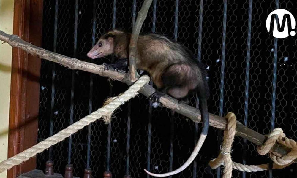 Zarigüeya que sobrevivió a brutal ataque, ahora es madre sustituta