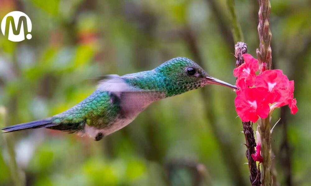 El Meta es líder nacional del Global Big Day con 682 especies avistadas