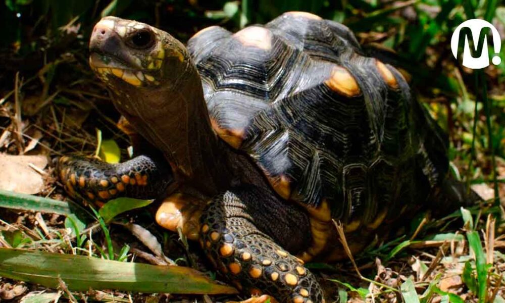 El Meta recibió 47 tortugas morrocoy rescatadas en el Huila