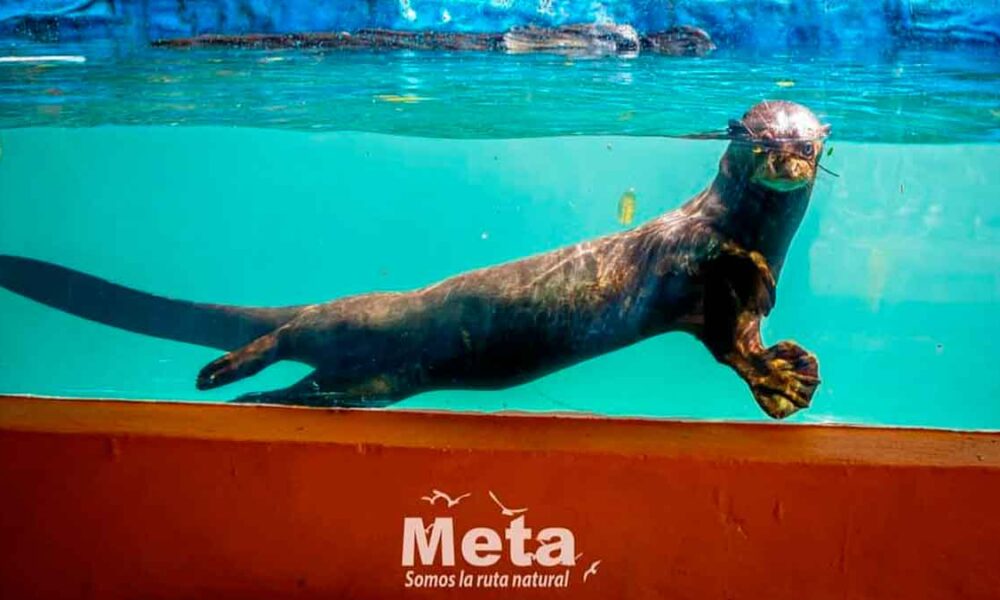 Descuento en la entrada al Bioparque Los Ocarros ofrece la Lotería del Meta